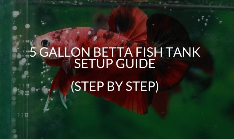 Can Betta Fish Live With Snails? (Top 6) - Betta Care Fish Guide