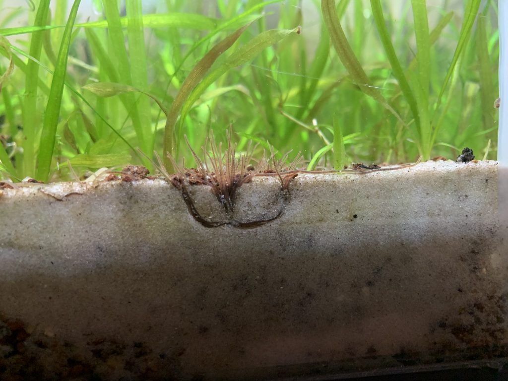 Aquarium_blackworms