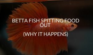 betta fish spitting food out