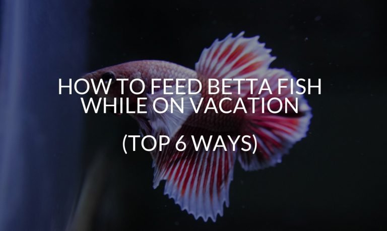 How to feed betta fish while on vacation