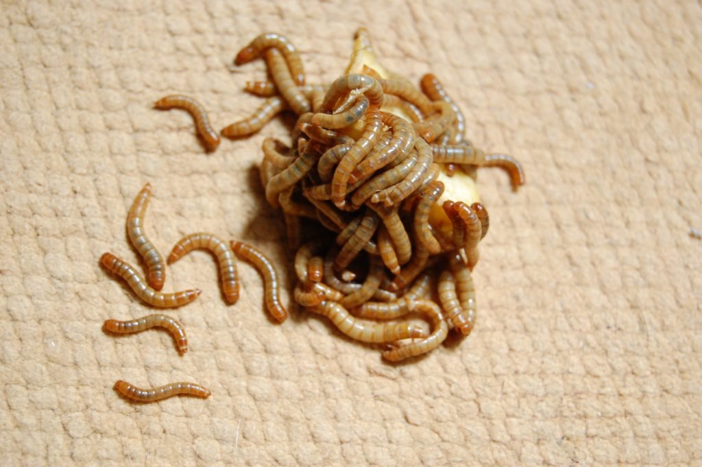 Mealworm