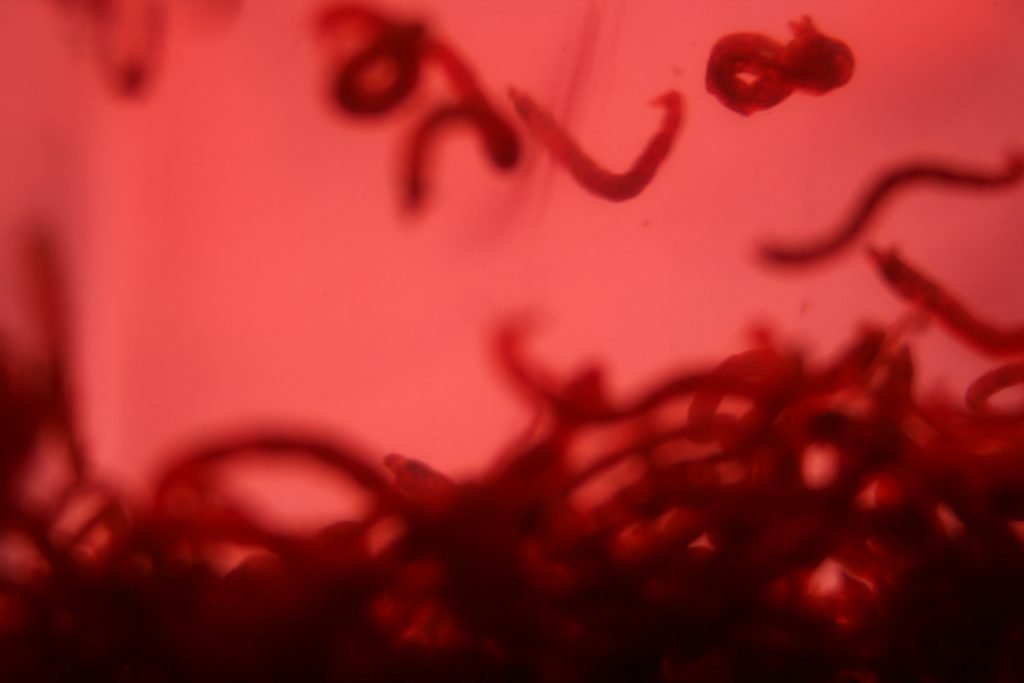 blood worms