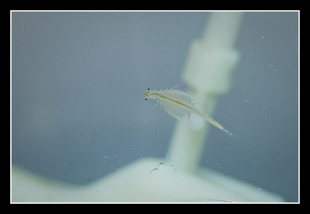 brine shrimp