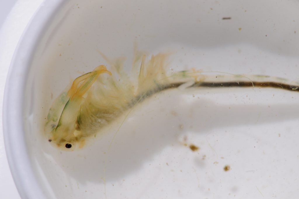 fairy shrimp