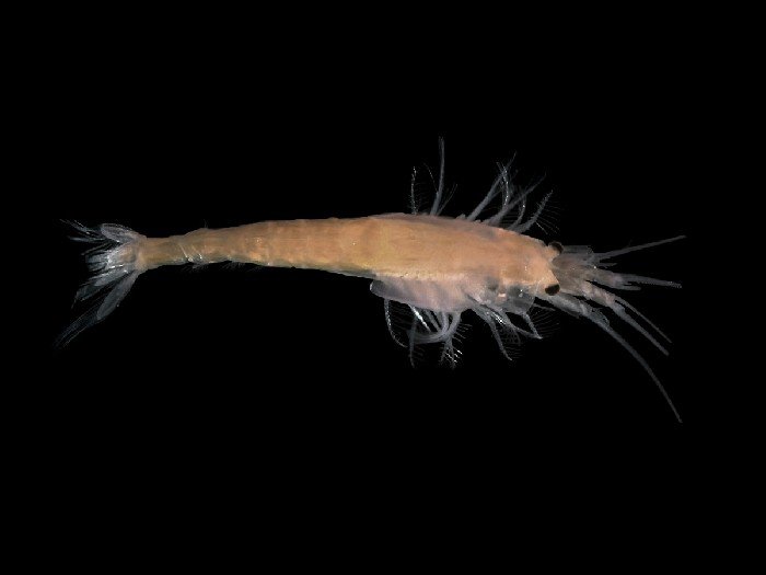 opposum shrimp