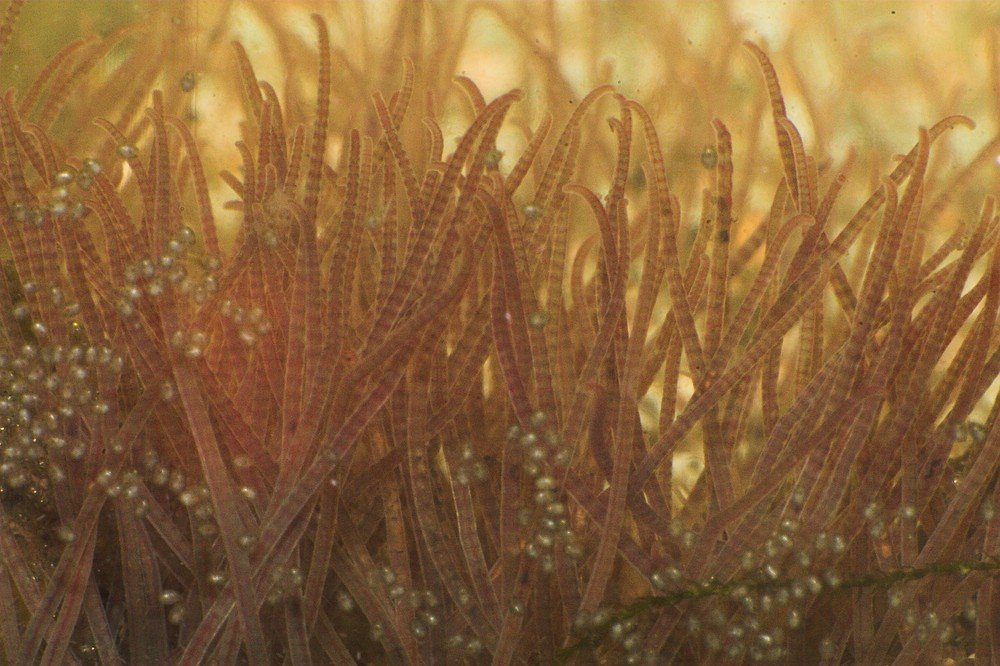 tubifex worms
