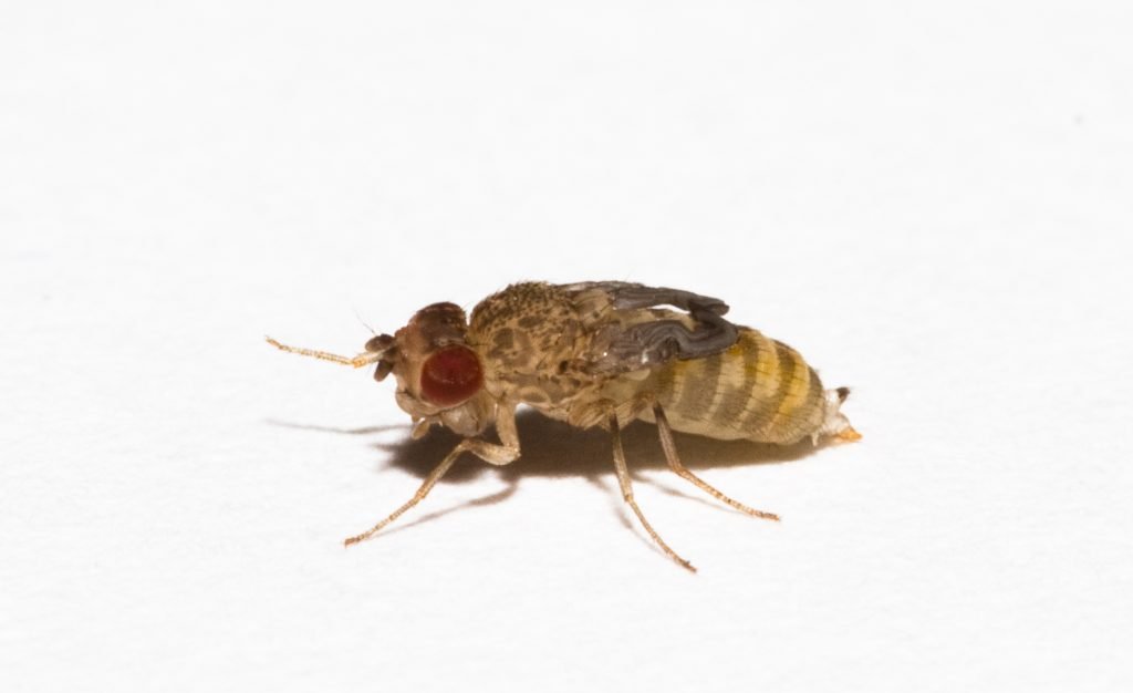 wingless fruit fly