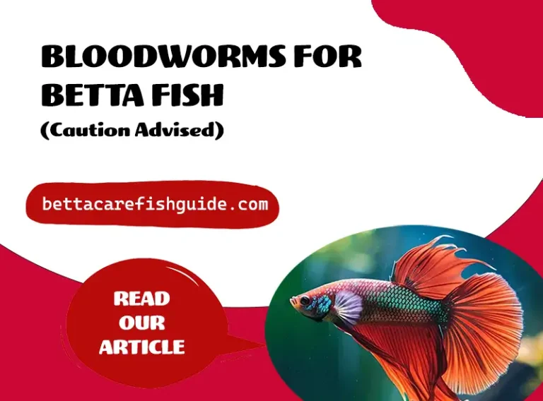 bloodworms for betta fish