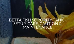 Ultimate Betta Fish Tank Setup Guide (Step By Step) - Betta Care Fish Guide