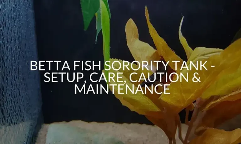 Betta Fish Sorority Tank - Setup, Care, Caution & Maintenance