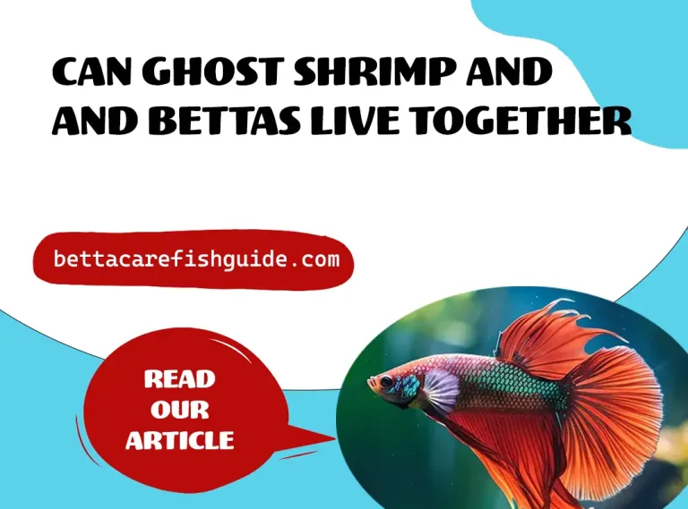 can ghost shrimp and bettas live together