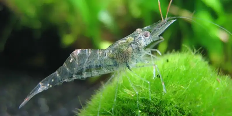 ghost shrimp in aquarium