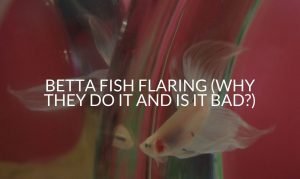 Betta Fish Flaring (Why They Do It And Is It Bad_)