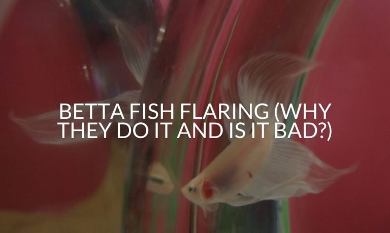 Betta Fish Flaring (Why They Do It And Is It Bad_)