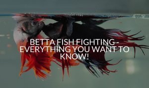 Betta Fish Fighting - Everything You Want To Know!