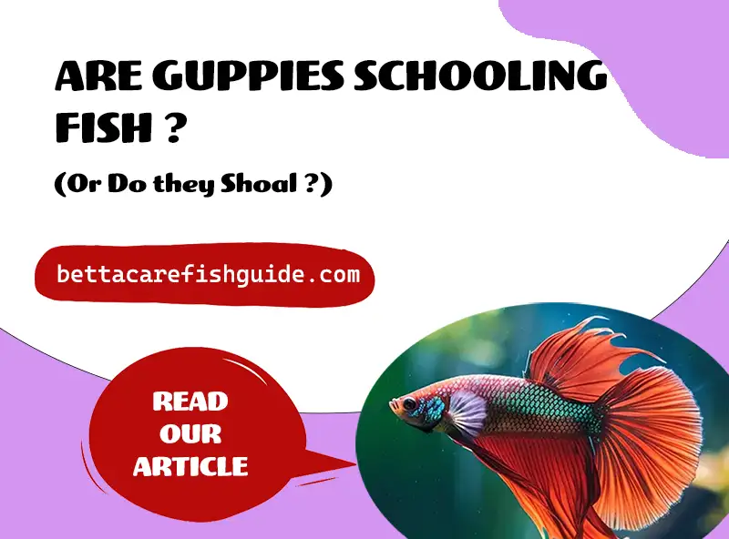 Are Guppies Schooling Fish? (Or Do They Shoal?)