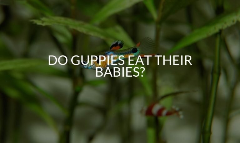 Do Guppies Eat Their Babies_