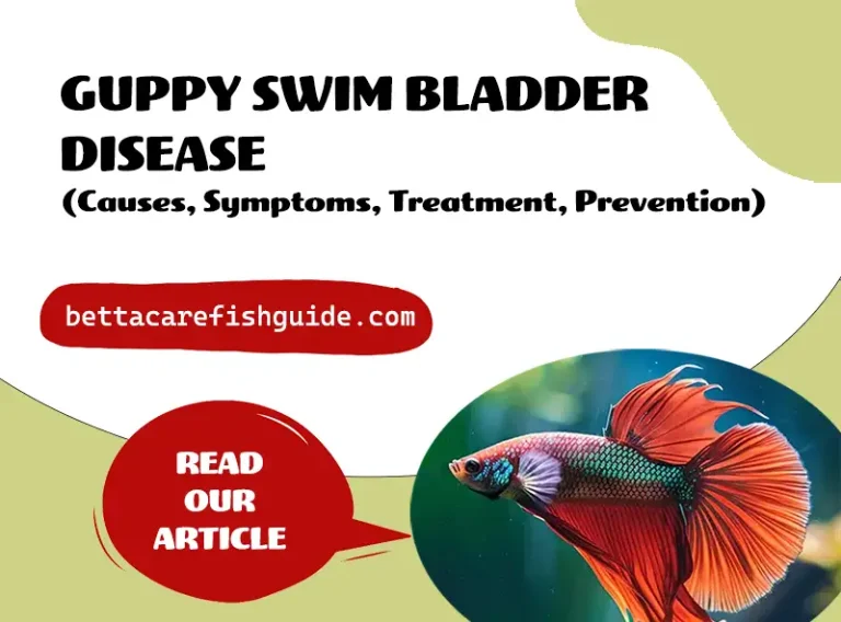 Guppy Swim Bladder Disease (Causes, Symptoms, Treatment, Prevention)