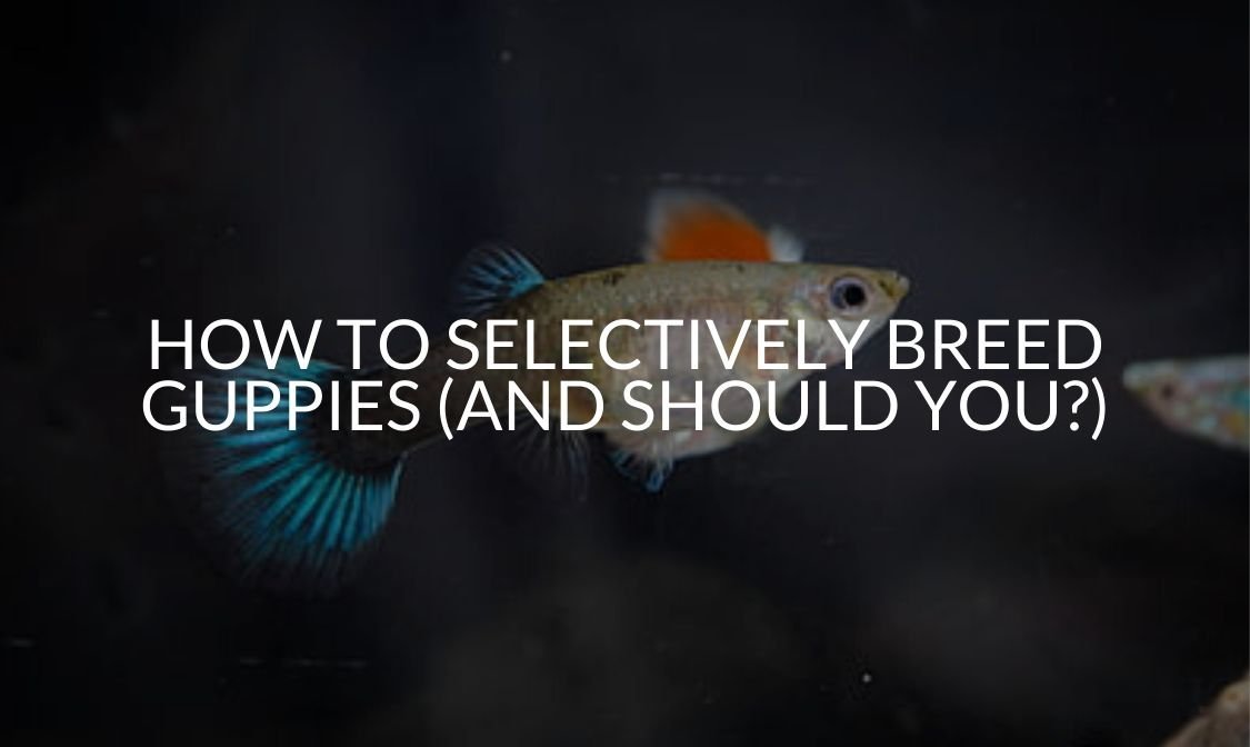How To Selectively Breed Guppies (And Should You?)