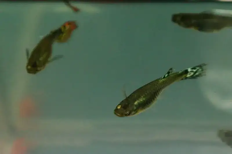 guppy swim bladder disease