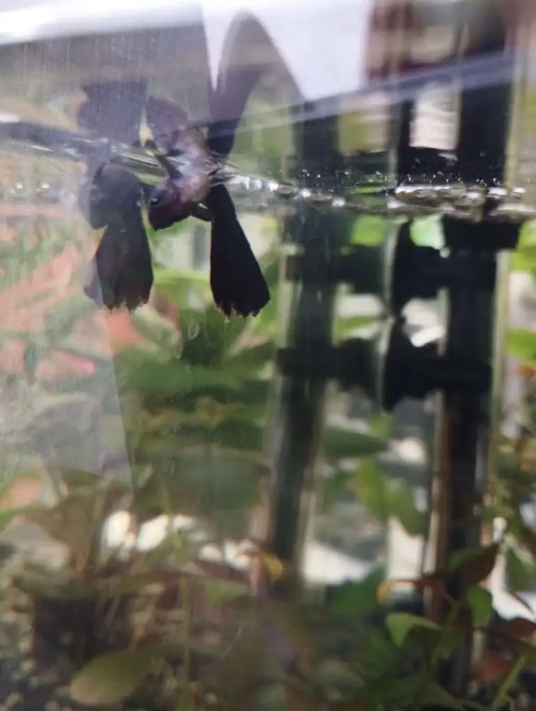 An Example Of Swim Bladder Disease In Guppies