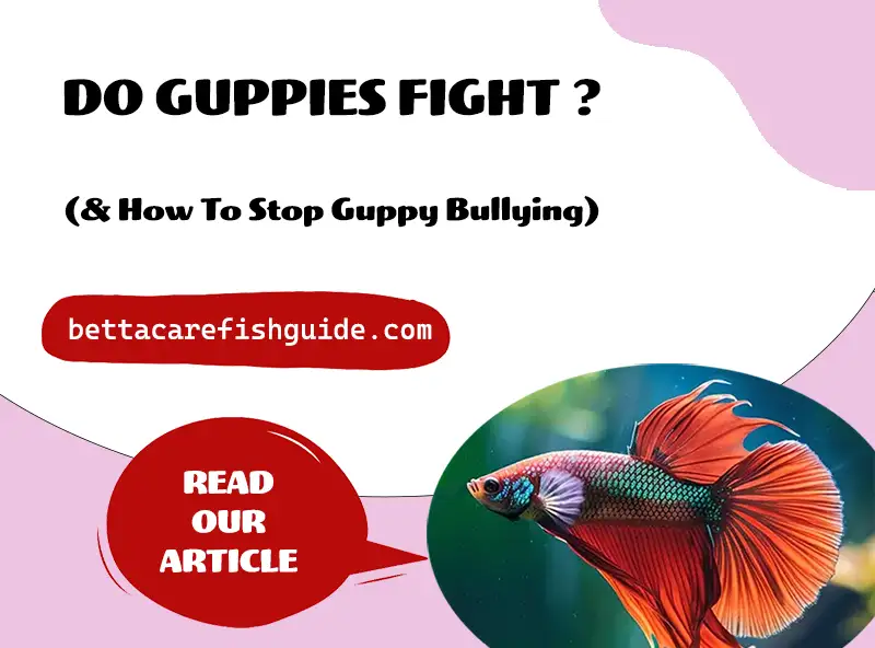 Do Guppies Fight? (And How To Stop Guppy Bullying)