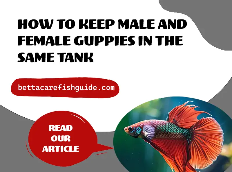 How To Keep Male And Female Guppies In The Same Tank?