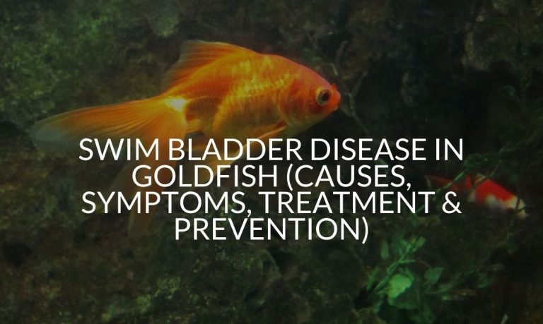 View of Goldfish Diseases Archives - Betta Care Fish Guide