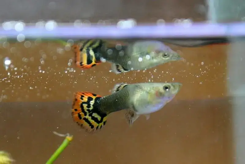 guppies swimming