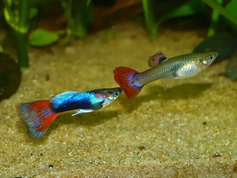 silver and blue guppy fish