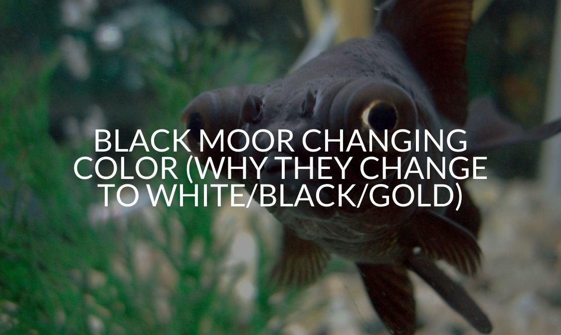 Black Moor Changing Color (Why They Change To White/Black/Gold)