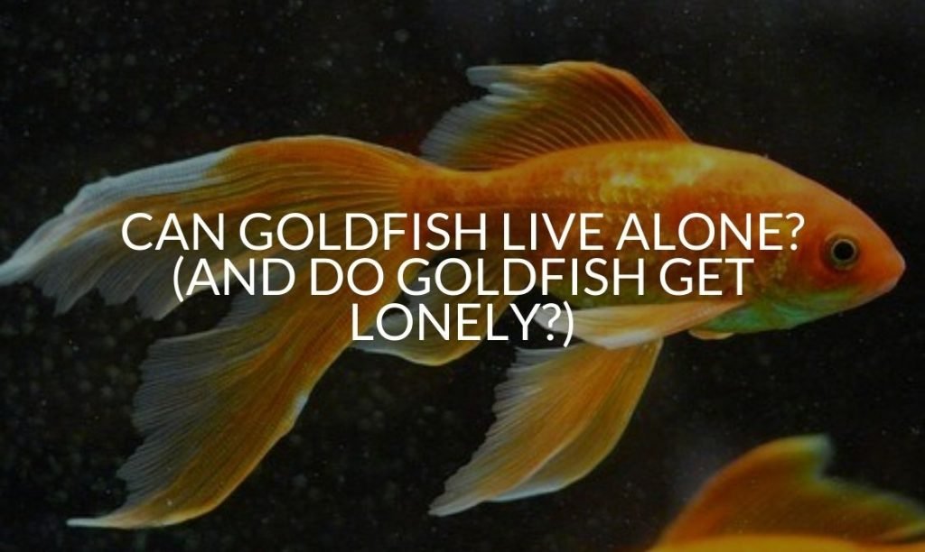 Can Goldfish Live Alone? (And Do Goldfish Get Lonely?)