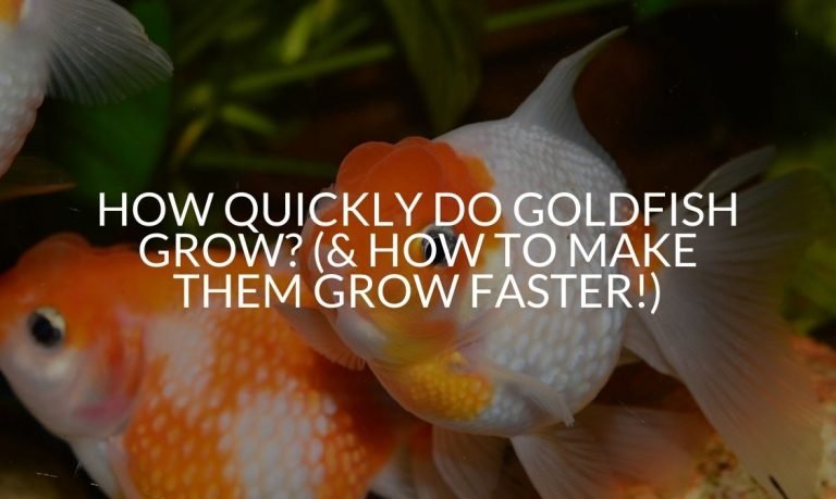 How Quickly Do Goldfish Grow_ (& How To Make Them Grow Faster!)
