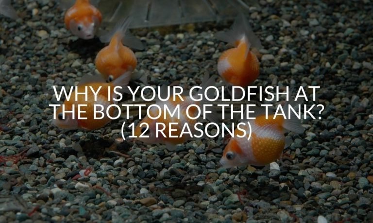 Why Is Your Goldfish At The Bottom Of The Tank_ (12 Reasons)