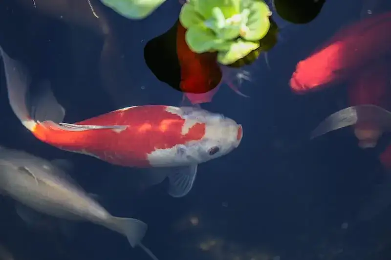 goldfish in a pond