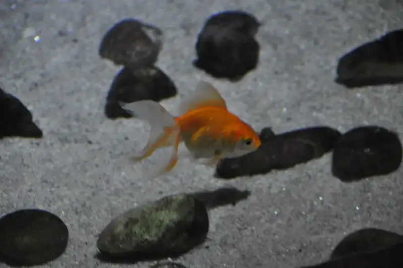 goldfish with stones