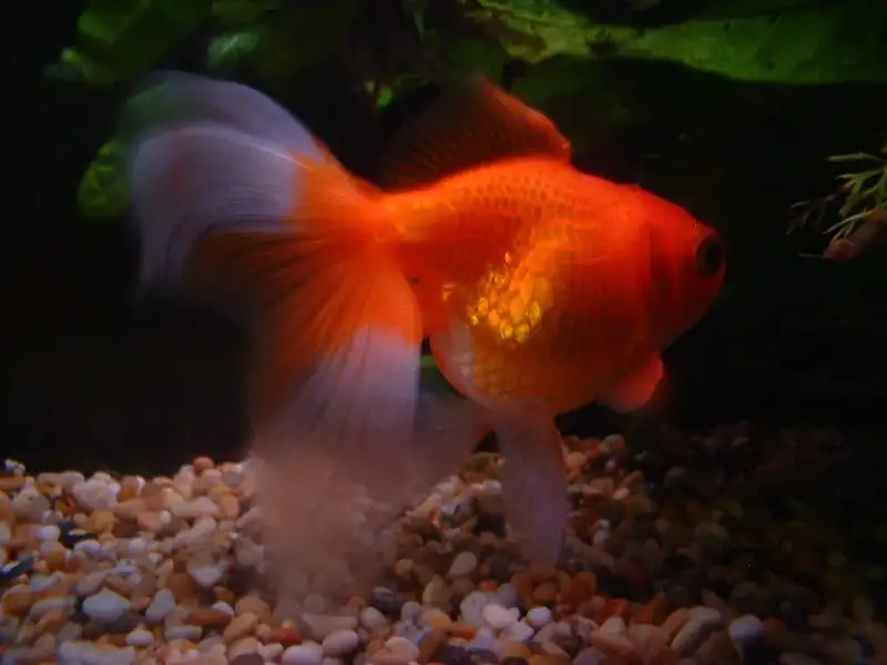 java plant for goldfish