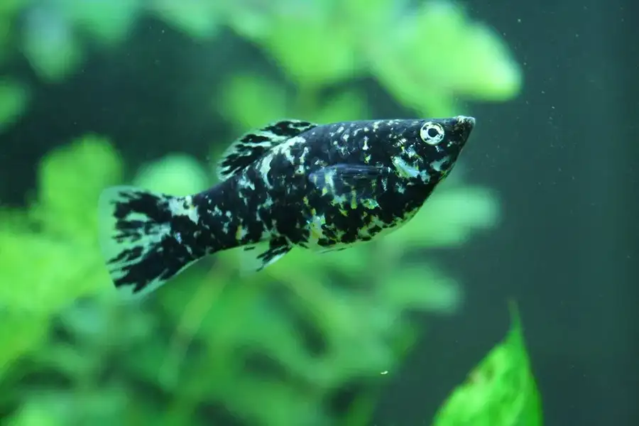 molly fish