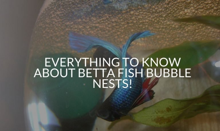 Everything To Know About Betta Fish Bubble Nests!