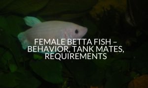 Female Betta Fish – Behavior, Tank Mates, Requirements