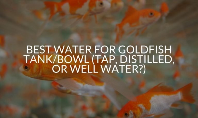 Best Water For Goldfish Tank_Bowl (Tap, Distilled, Or Well Water_)