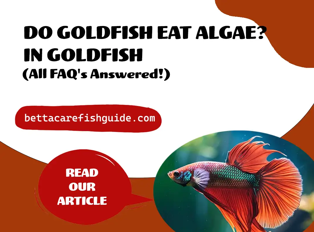 Do Goldfish Eat Algae? (All FAQ’s Answered!)
