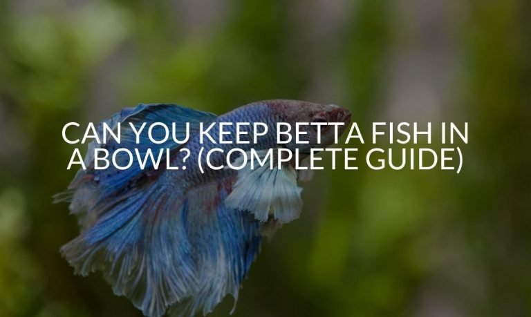 Can You Keep Betta Fish In A Bowl (Complete Guide)