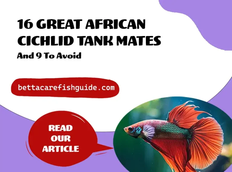 16 great african cichlid tank mates