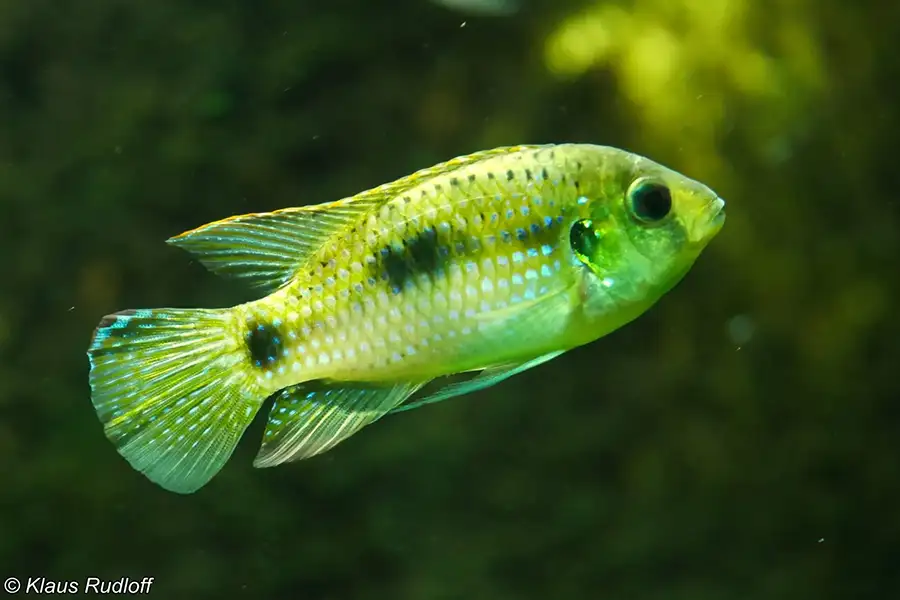 African Butterfly Cichlid