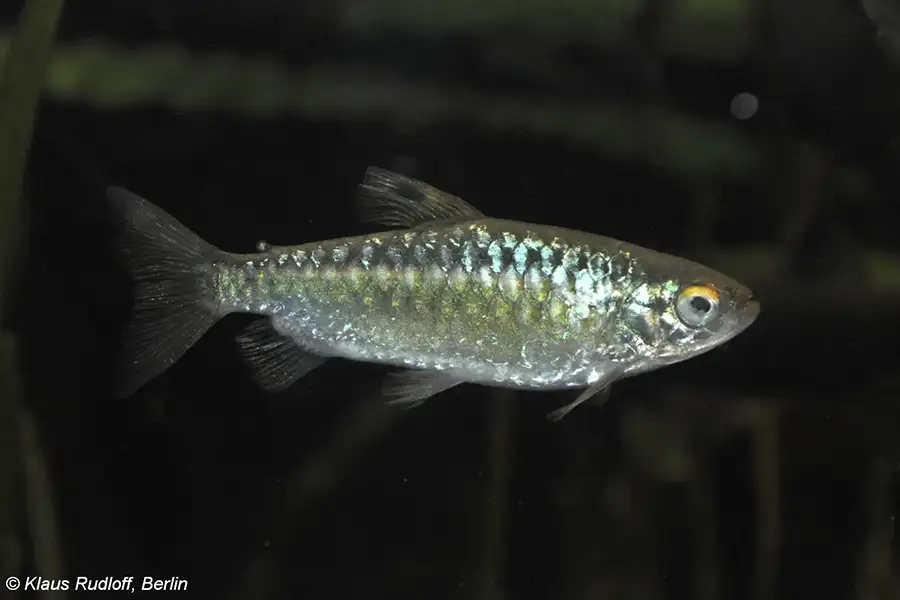 African Red-Eyed Tetra
