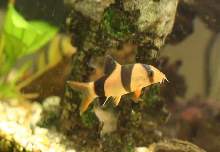 clown loach
