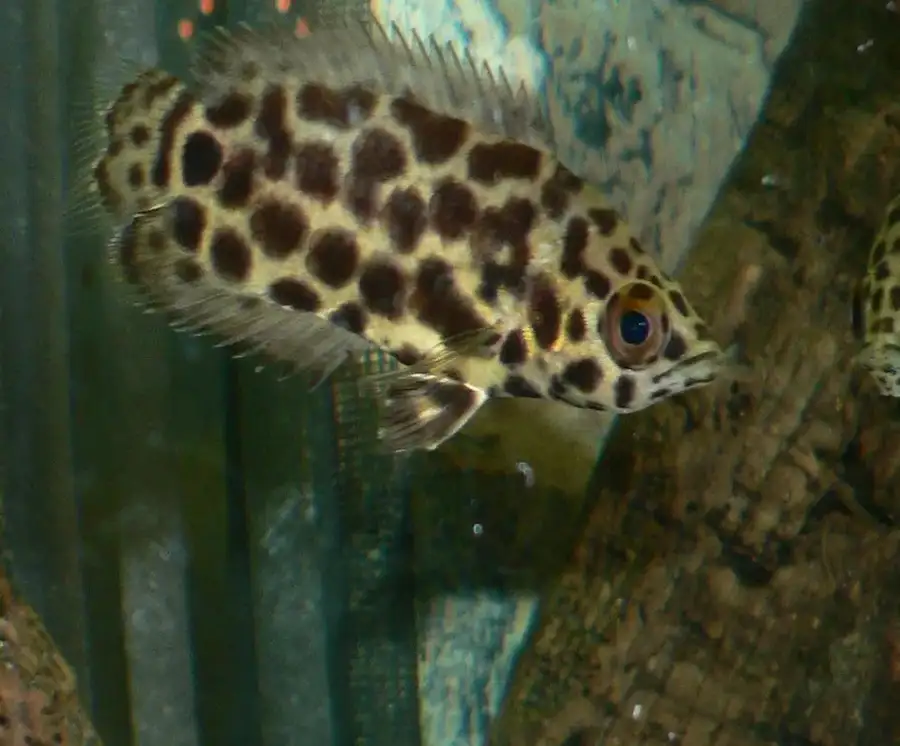 Leopard Bushfish