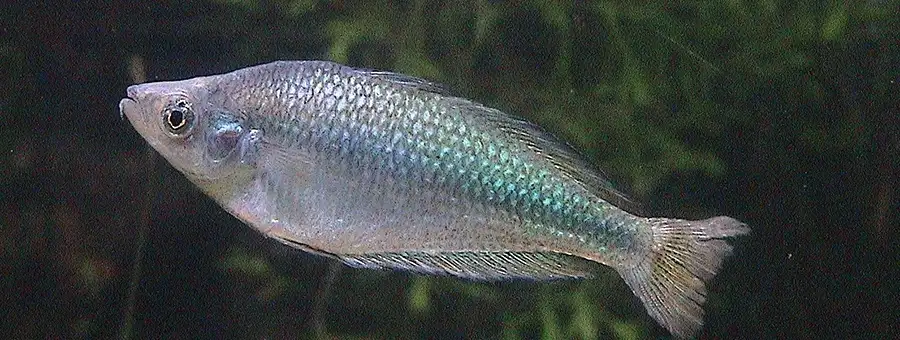 murray river rainbow fish
