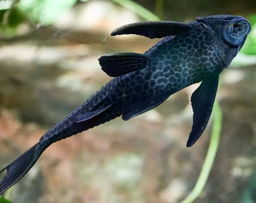 pleco fish